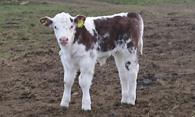 Whitebred Shorthorn Crossed with Hereford Cattle