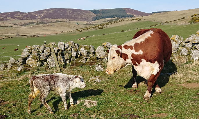 Whitebred Shorthorn Crossed with Hereford Cattle